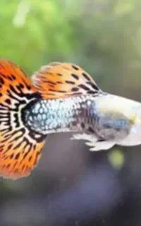 گوپی در۴ نژاد و دوعددردلاین