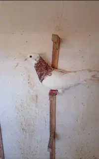 کبوتر