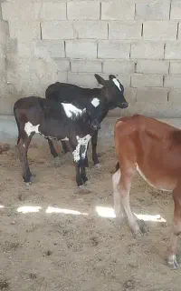 گوساله