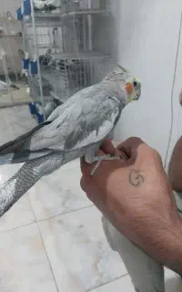 جوجه عروس هلندی دستی