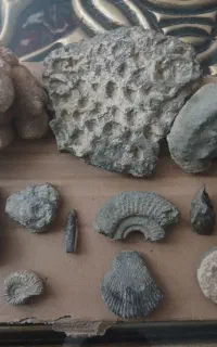 فسیل