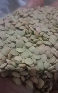 عدس امسال زود پخت و تمیز