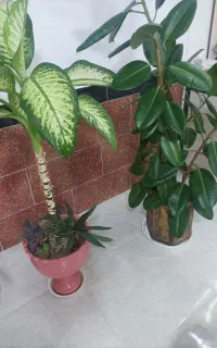 یک گل گوش فیلو یک گل دیفنبافیا