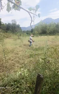 علف زنی
