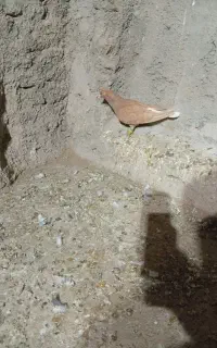 کبوتر