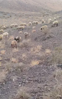 میش گوسفند