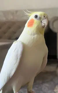 عروس هلندی گم شده