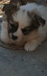 پاپی حدود چهار ماهه
