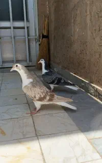 مجسمه کفتر