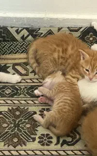 واگذاری بچه گربه