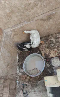 یک جفت اردک نروماده