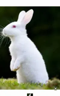 خرگوش