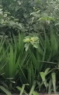 گل برای فروش