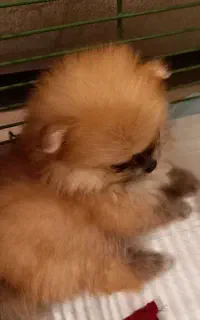 توله سگ پامرانین خرسی عروسکی بوفیس جیبی