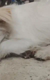 گم شده