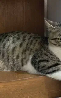 گمشده