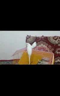 طوطی
