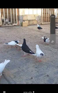 موقلف کبوتر