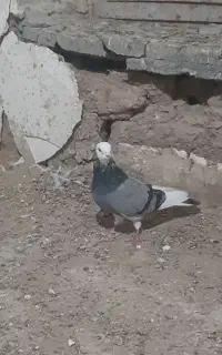 کبوتر