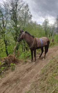 نریان‌ ‌4 ساله‌سواری‌و‌باری‌