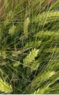 جو آبی بذری  جلگه و شهبود ،بوجاری شده.