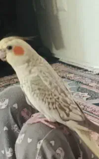 طوطی گمشده عروس هلندی گمشده