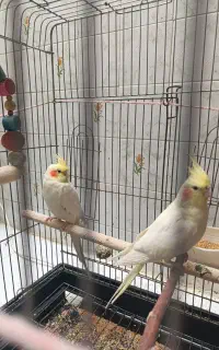 عروس هلندی جفت مولد و نر شش ماهه باهوش