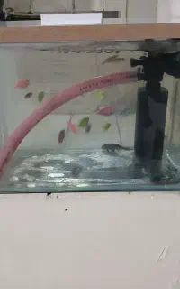 آکواریوم همراه ماهی وتجهیزات