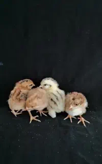 جوجه بومی یک هفته ای
