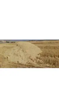 ۶ انبار کاه گندم کامپا