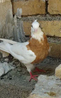 طوق زرد