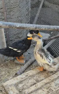 اردک ۶ ماهه نر و ماده