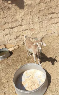 بز شیری نوق