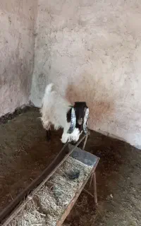 بز ماده یک ساله