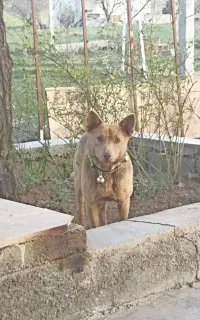 سگ پاکوتاه گوتیز ماده  باهوش  مخصوص نگهبانی