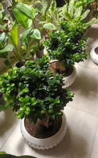 پاچیرا/بنسای جینسینگ غول پیکر