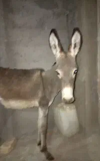 کره الاغ نر