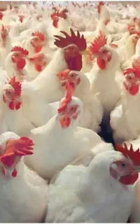 مرغ و و خروس برای قربانی