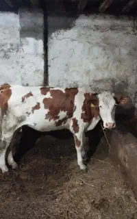 سیمینتال ماده