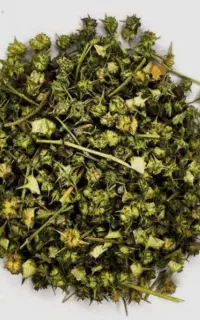 فروش گیاه خارخاسک وحشی (طبیعی)