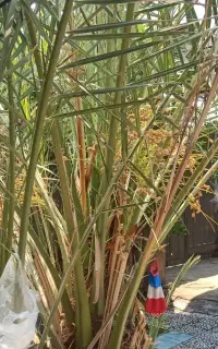 نهال برخی اصل اصل خوزستانی رسیده آمده کاشت