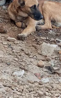 هاسکی پیدا شده