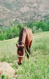 فروش اسب سرحال