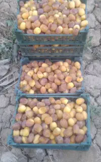 رطب عسلی برحی و خارک