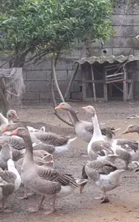 غاز ۱۵ ماهه