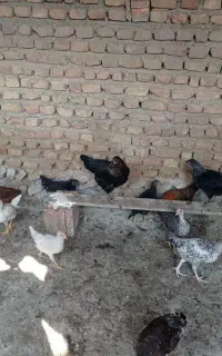 جوجه محلی اصل جنس