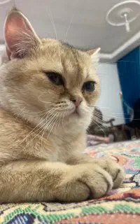 گربه بریتیش گولد