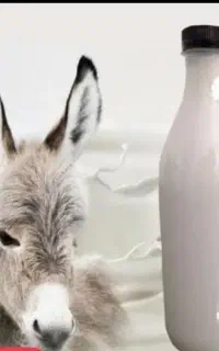 شیر الاغ