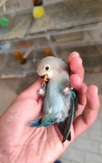 کوتوله سرلاکی کم مونده دونخور بشه