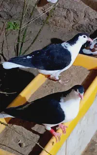 مجسمه کبوتر ساده سیاه